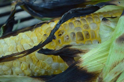 Corncob on barbecue