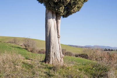 Tree on field against clear sky