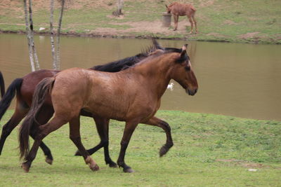 Side view of horse on field