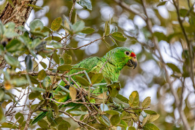 Low angle view of bird perching on tree