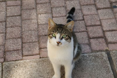 A cute cat, loves to take photoshoots 