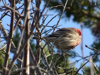 Low angle view of bird perching on tree