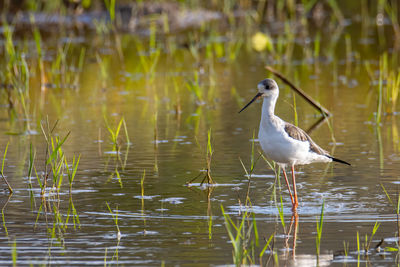 Bird perching on a lake