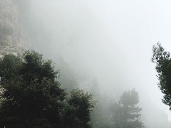 Low angle view of trees against sky