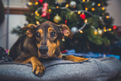 Close-up portrait of dog on christmas tree at home