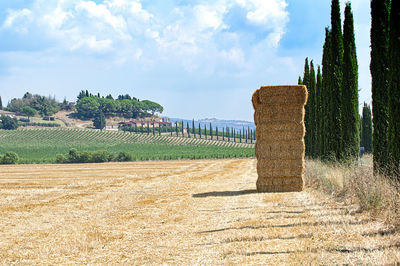 Scenic view of agricultural field against sky