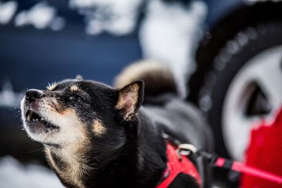 Close-up of dog looking away