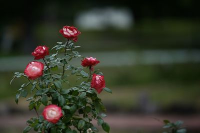 Close-up of red berries growing on tree