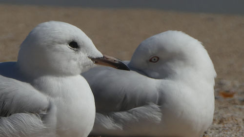 Close-up of birds