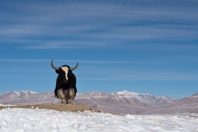 Horse standing on snow covered landscape against sky