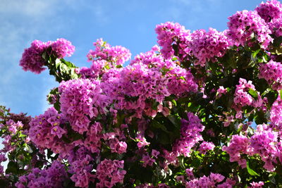 Close-up of pink cherry blossoms in spring