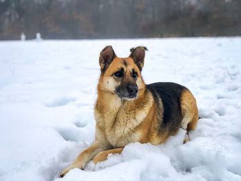 German shepherd in the snow