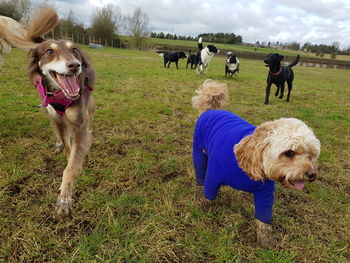 Dog on field against sky