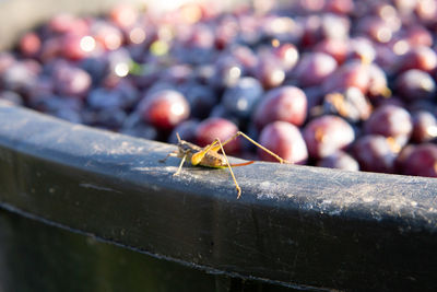 Close-up of ant on leaf