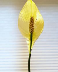 Close-up of white lotus water lily