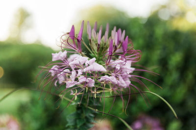 Close-up of plant