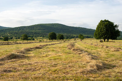 Hay drying on the field, awaiting harvest.