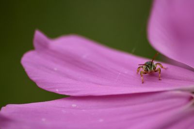 Close-up of insect on pink flower