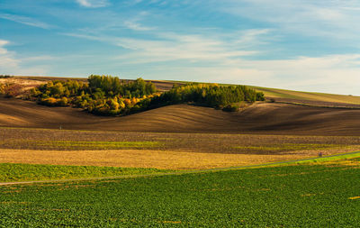 Scenic view of agricultural field against sky