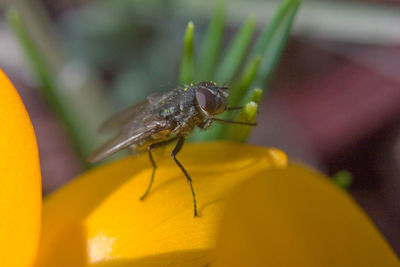 Close-up of insect