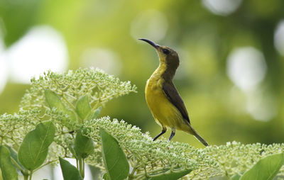 Close-up of bird perching on plant