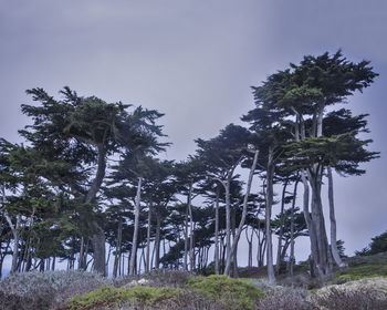 Low angle view of trees against sky at dusk