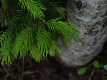 Close-up of pine tree