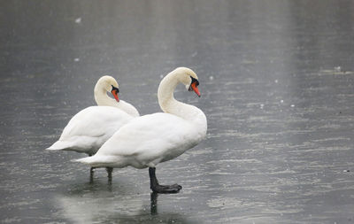 Close-up of swans on frozen lake