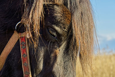 Close-up of a horse