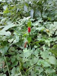 High angle view of red flowering plant