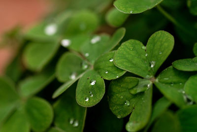 Close-up of raindrops on leaves