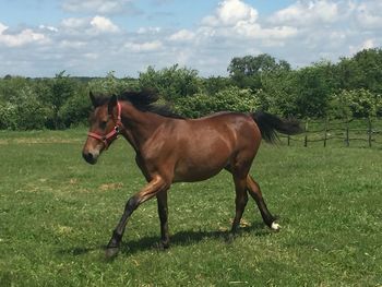 Horse on field against sky