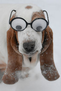 Close-up of dog