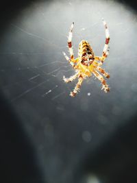 Close-up of spider