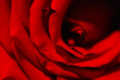 Close-up of red rose