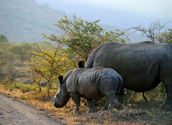 Female rhinoceros with calf on field at hluhluwe imfolozi park