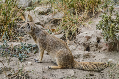 Side view of giraffe on land