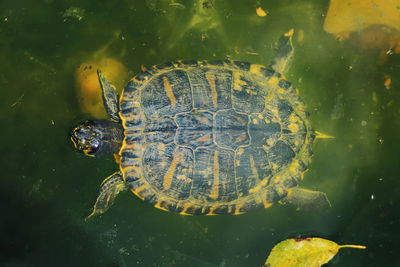 Close-up of turtle swimming