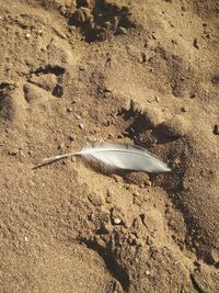 High angle view of feather on sand at beach