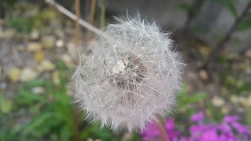 Close-up of dandelion flower