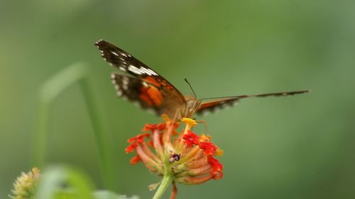 Close-up of butterfly on flower