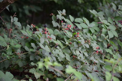 Close-up of plants