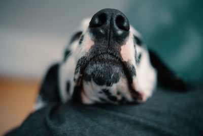 Close-up of dog relaxing at home