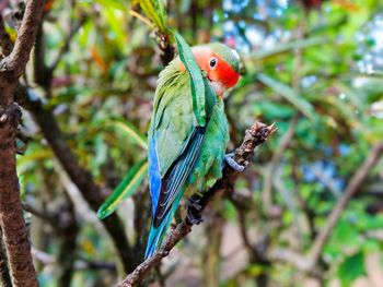 Close-up of parrot perching on branch