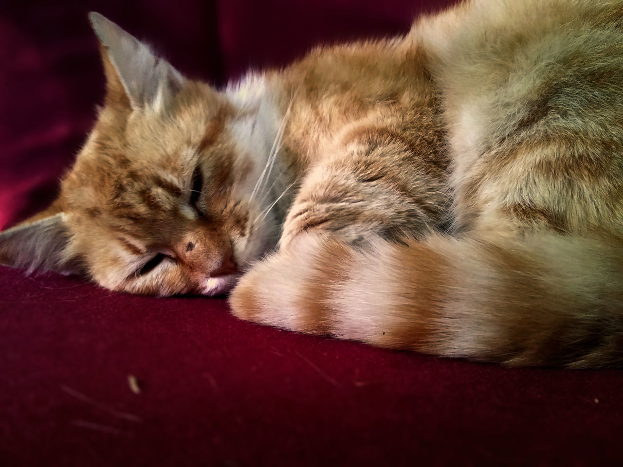 Napping on chair