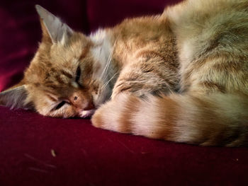 Cat sleeping on bed