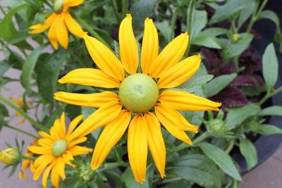 Close-up of yellow flower