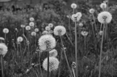 Close-up of dandelion growing in field