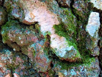 Close-up of lichen on rock