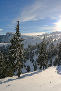 Pine trees on snow covered land against sky